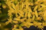 Woody goldenrod